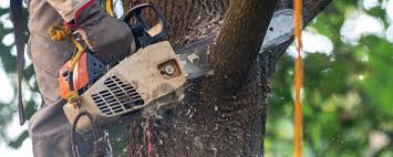 How Our Tree Care Process Works  in  North Newton, KS